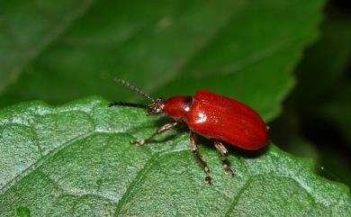 Lilioceris formosana Heinze, 1943 蓬萊長頸金花蟲