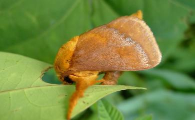 Narosoideus vulpina Wileman, 1911 狡娜刺蛾