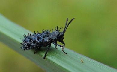 Hispellinus callicanthus (Bates, 1866) 黑鐵甲蟲