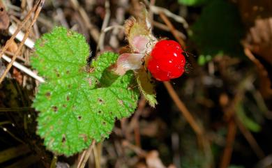 Rubus rolfei 高山懸鉤子