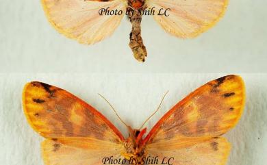 Floridasura tricolor (Wileman, 1910) | 臺灣生命大百科 Floridasura tricolor (Wileman, 1910) | 臺灣生命大百科