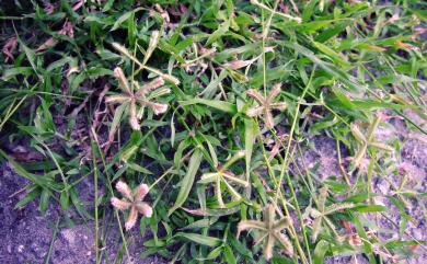 Dactyloctenium aegyptium (L.) Willd. 龍爪茅