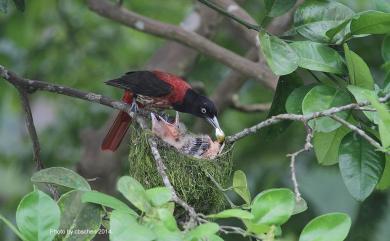 Oriolus traillii ardens 朱鸝