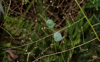 Asparagus setaceus (Kunth) Jessop 文竹