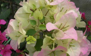 Bougainvillea spectabilis 九重葛