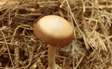 Amanita ceciliae (Berk. & Br.) Bas 圈托鵝膏菌