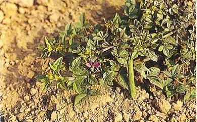 Cleome rutidosperma 平伏莖白花菜