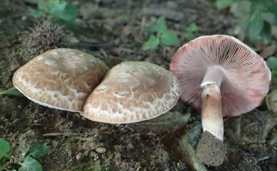 Agaricus silvaticus