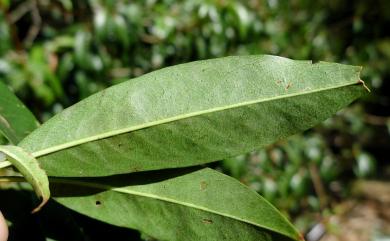 Photinia niitakayamensis Hayata 玉山假沙梨