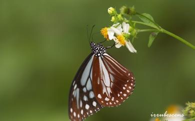 Parantica sita niphonica Moore, 1883 大絹斑蝶