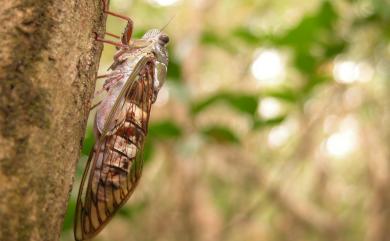 Platylomia bivocalis (Matsumura, 1907) 高砂長瓣蟬