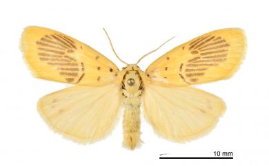 Stigmatophora karenkonis (Matsumura, 1930) 花蓮痣苔蛾