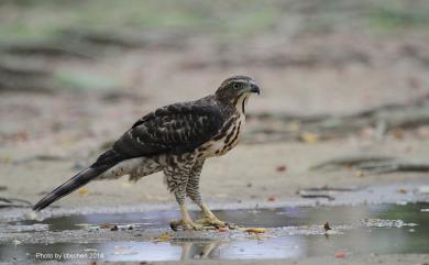 Accipiter trivirgatus formosae Mayr, 1949 鳳頭蒼鷹(台灣特有亞種)