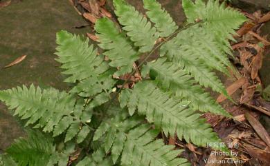 Diplazium virescens 綠葉雙蓋蕨