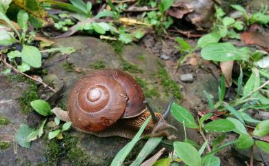 Nesiohelix swinhoei (Pfeiffer, 1866) 斯文豪氏大蝸牛