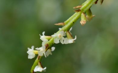 Phreatia formosana 寶島芙樂蘭