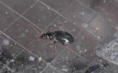 Bembidion yehi Toledano & Terada, 2014