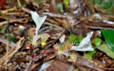 Odontochilus elwesii C.B.Clarke ex Hook.f. 紫葉齒唇蘭