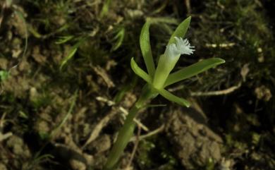 Nervilia cumberlegei Seidenf. & Smitinand 古氏脈葉蘭