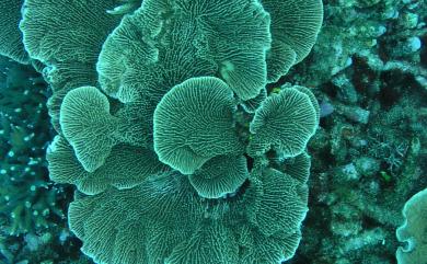 Montipora Blainville, 1830 表孔珊瑚屬