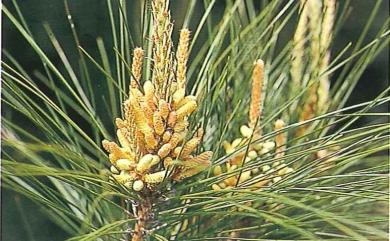 Pinus massoniana 馬尾松