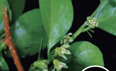 Celastrus punctatus Thunb. 光果南蛇藤
