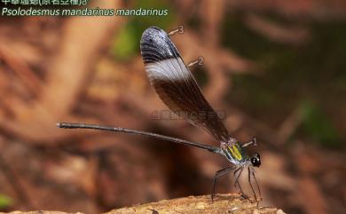 Psolodesmus mandarinus mandarinus McLachlan, 1870 中華珈蟌原名亞種