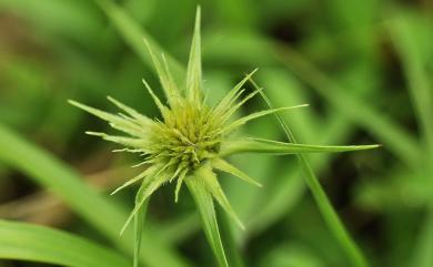 Rhynchospora rubra (Lour.) Makino 刺子莞