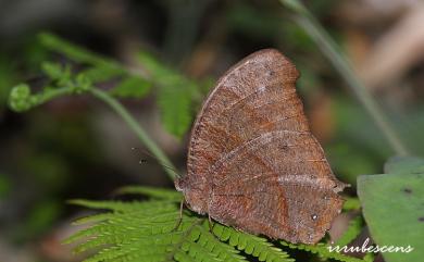 Melanitis phedima polishana Fruhstorfer, 1908 森林暮眼蝶