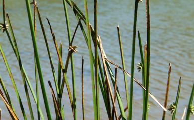 Schoenoplectiella mucronata subsp. robusta 水毛花