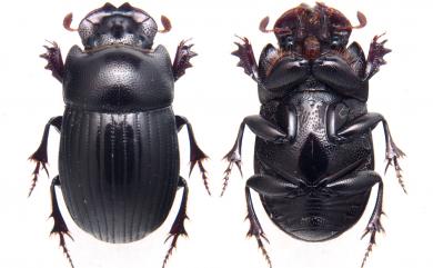 Microcopris propinquus (Felsche, 1910) 圓頭楯微餔糞蜣