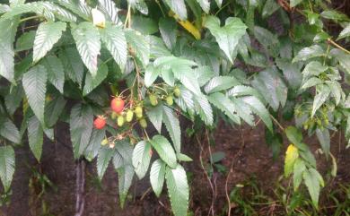 Rubus alnifoliolatus H.Lév. & Vaniot 榿葉懸鉤子