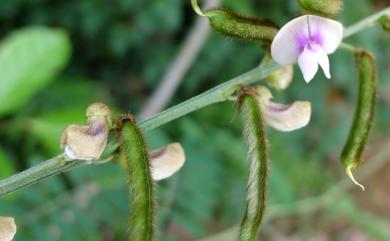 Tephrosia noctiflora Bojer ex Baker 黃花鐵富豆