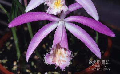 Pleione bulbocodioides 臺灣一葉蘭