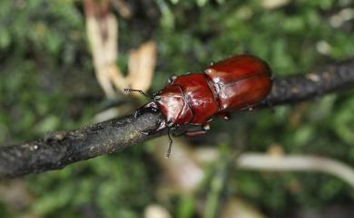 Prismognathus formosanus Nagel, 1928 臺灣鬼鍬形蟲