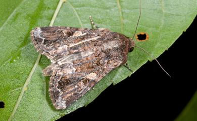 Spodoptera mauritia (Boisduval, 1833)