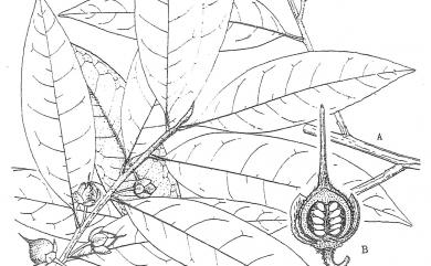 Adinandra formosana var. formosana 台灣楊桐
