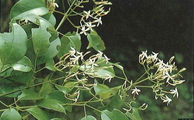 Jasminum lanceolarium Roxb. 披針葉茉莉花