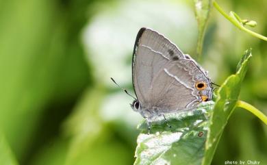 Chrysozephyrus rarasanus (Matsumura, 1939) 拉拉山翠灰蝶