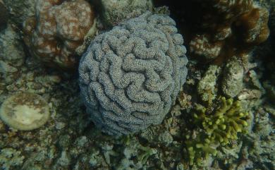 Lobophyllia agaricia (Milne Edwards & Haime, 1849) 蓮形瓣葉珊瑚