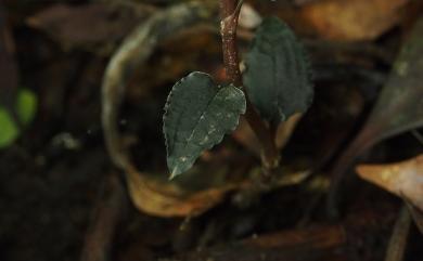 Odontochilus nanlingensis (L.P.Siu & K.Y.Lang) Ormerod 南嶺齒唇蘭