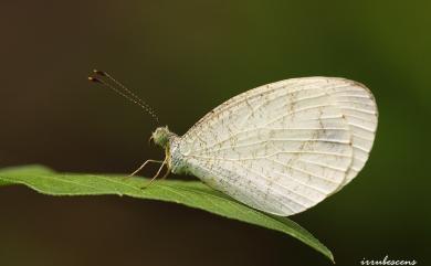 Leptosia nina niobe (Wallace, 1866) 纖粉蝶