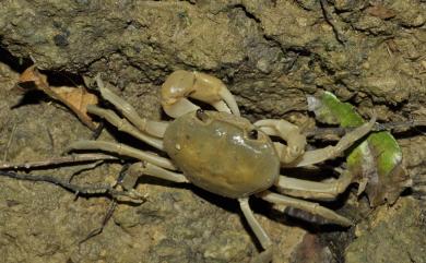 Geothelphusa albogilva Shy, Ng & Yu, 1994 黃灰澤蟹