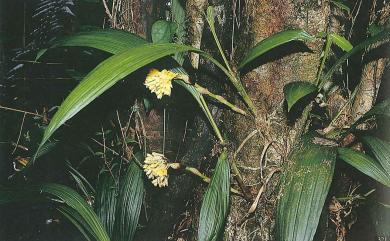 Styloglossum densiflorum 竹葉根節蘭