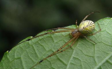 Tylorida striata (Thorell, 1877) 條紋高腹蛛