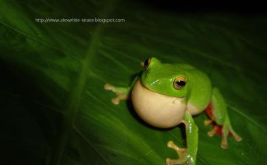 Zhangixalus moltrechti (Boulenger, 1908) 莫氏樹蛙