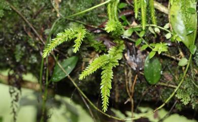 Phlegmariurus fordii (Baker) Ching 福氏馬尾杉