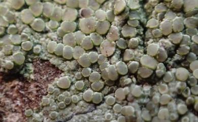 Lecanora leprosa 癩屑茶漬衣