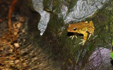 Hylarana latouchii (Boulenger, 1899) 拉都希氏赤蛙