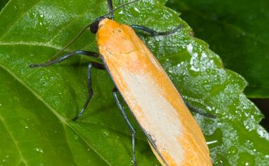 Conilepia nigricosta paiwan Kishida, 1991 藍緣苔蛾